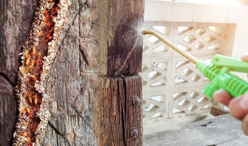 Termite